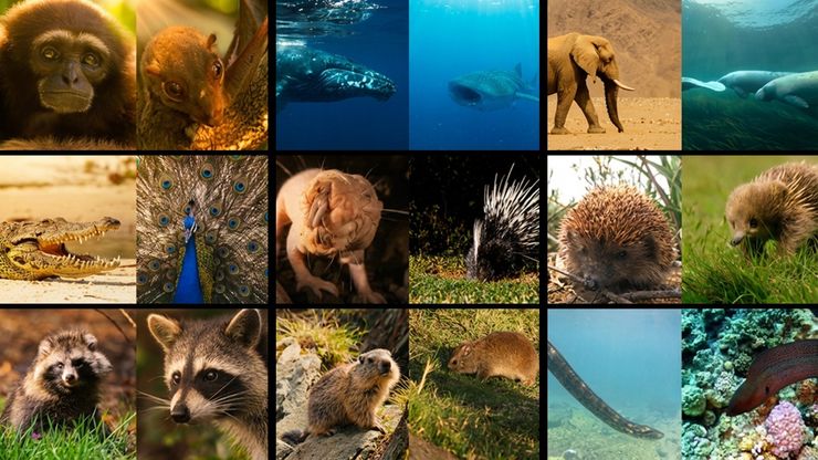 متشابهون لكن مختلفون.. أبناء التطور