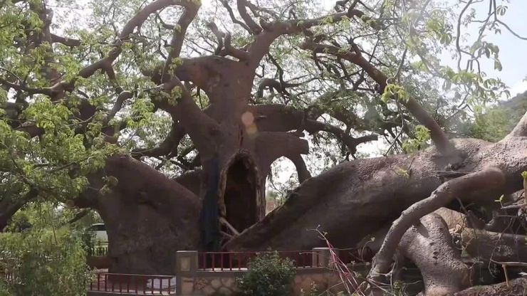 حارس شجرة الغريب