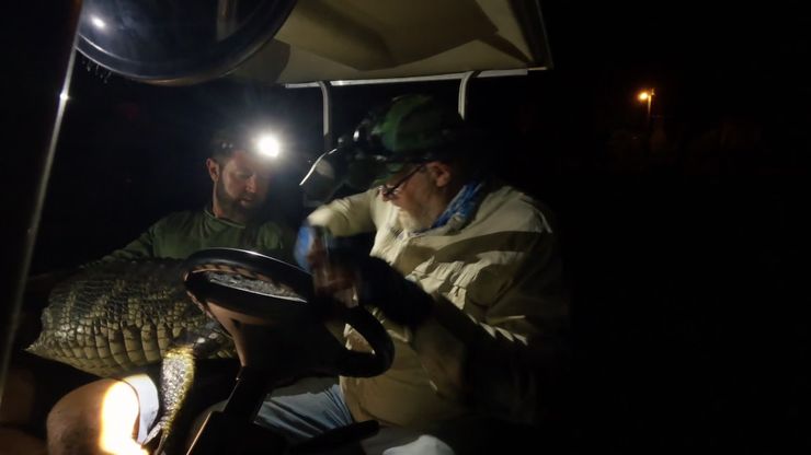 تماسيح مدمنة ميثامفيتامين