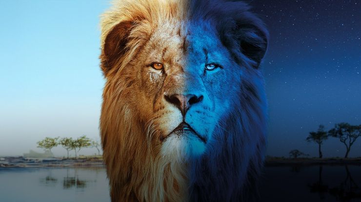 القطط الكبيرة - Big Cats 24/7
