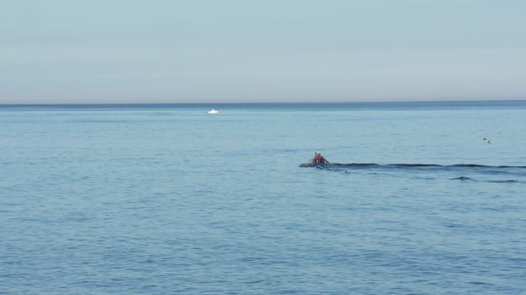 خيوط التهريب