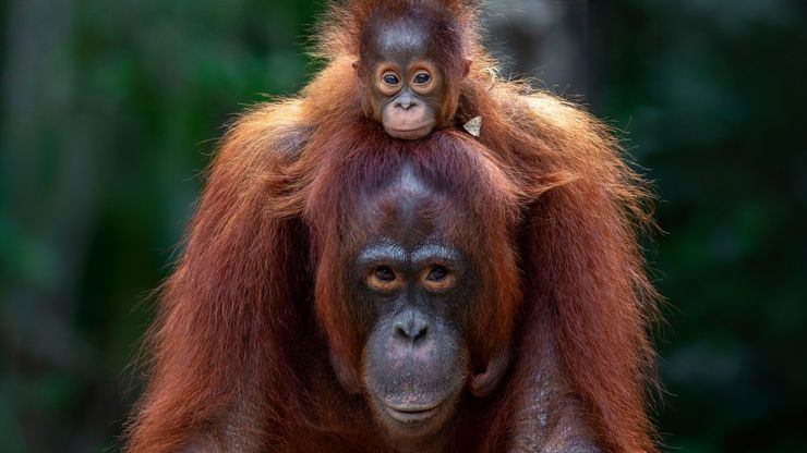 عودة الطبيعة