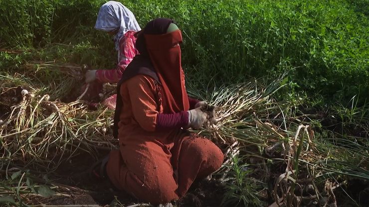عاملات الزراعة.. شقاء مزدوج تحت شمس الحقول وسقف البيوت