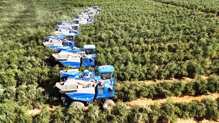 السعودية.. انطلاق موسم قطاف الزيتون في منطقة الجوف