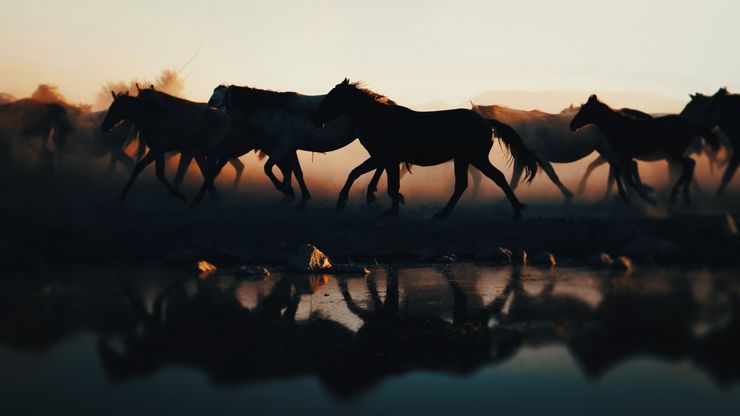 وسائل تواصل الحيوانات