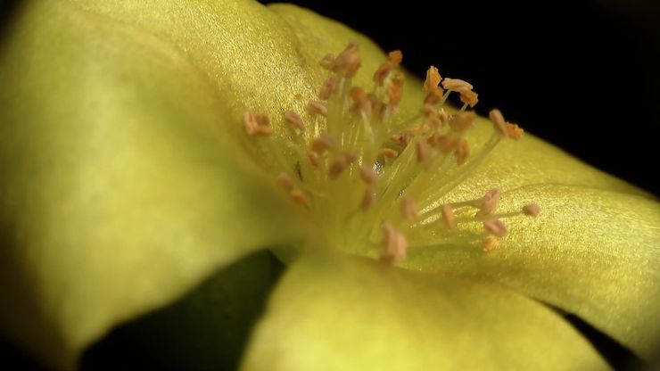 ذكاء النبات