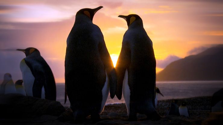 الأبوة في عالم الحيوانات