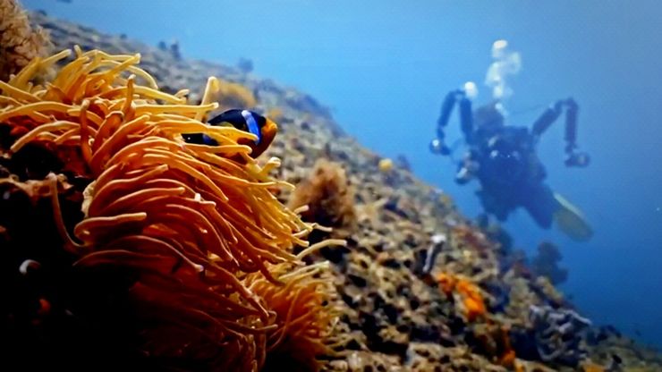 عُمان.. غواصون يتنافسون على التقاط أجمل صور الحياة تحت الماء