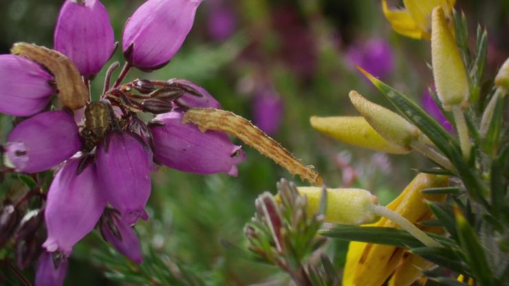 أبطال البرية