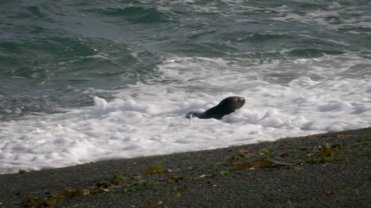 الحيتان القاتلة