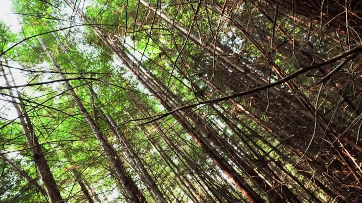 كابوس الرحلة