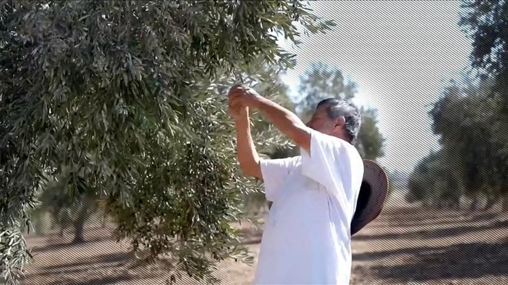 شح أمطار وارتفاع تكاليف.. الجفاف يضرب موسم الزيتون في الأردن