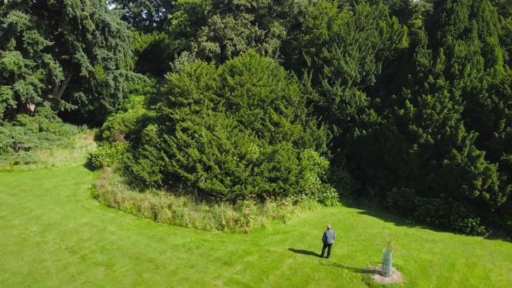 رحلة الأشجار