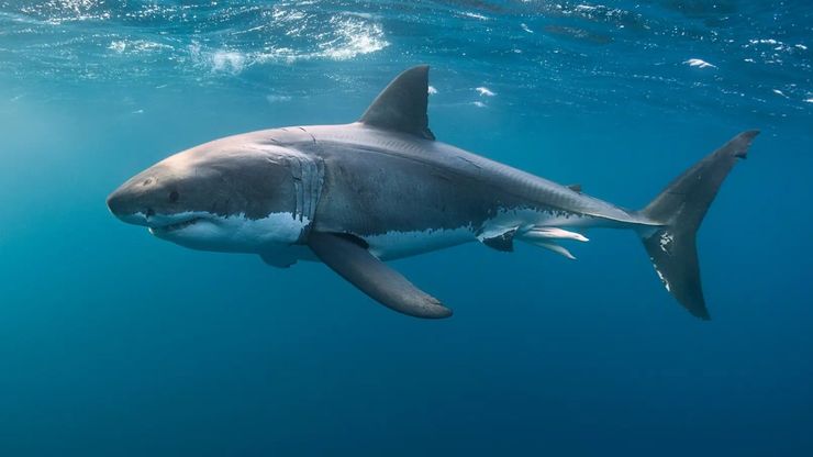 سمك القرش الفتاك