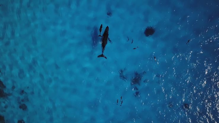 ولادة المرجان