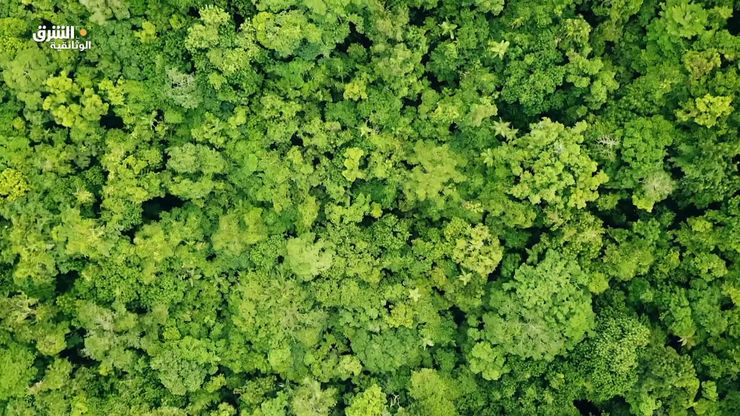 زد المفقودة