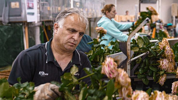 كلفة الوردة