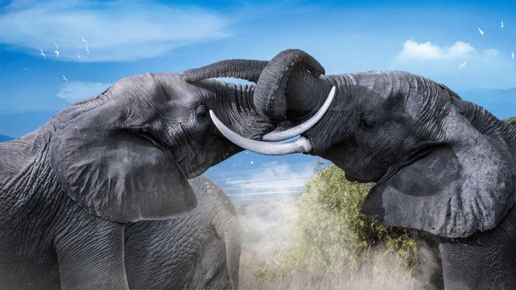 تحديات عالم الأفيال