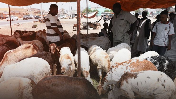 السودان.. ارتفاع أسعار الأضاحي يعكر فرحة المواطنين بالعيد