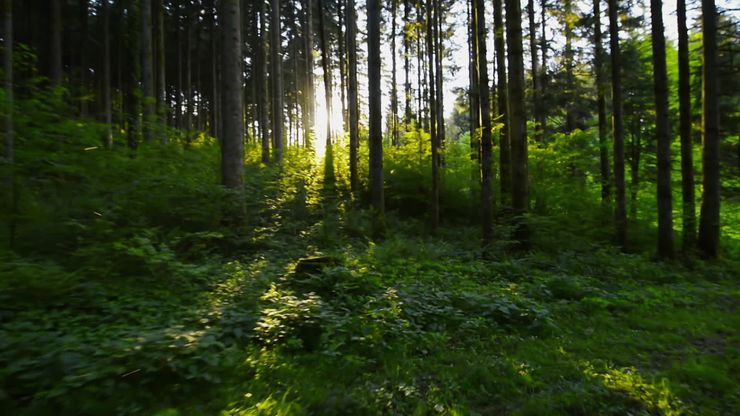 أسرار التكيف