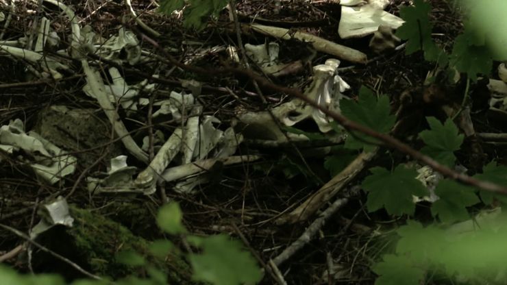 لغز الساسكواتش