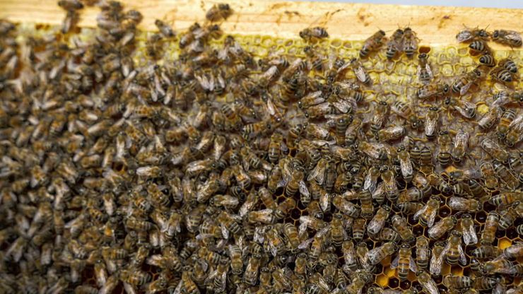 لغة الحياة الخفية