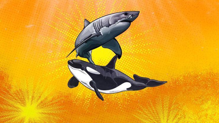 قتلة القروش البيضاء