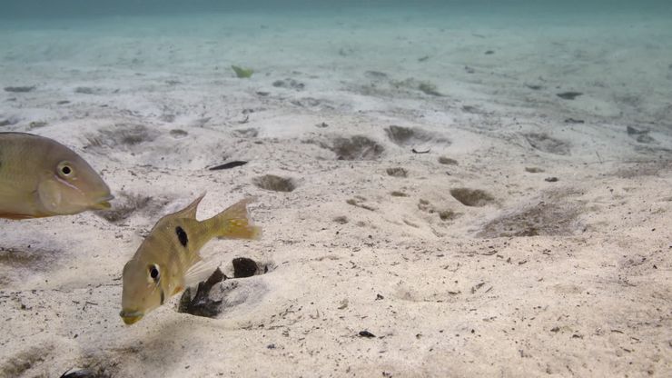 سيناريو الجفاف