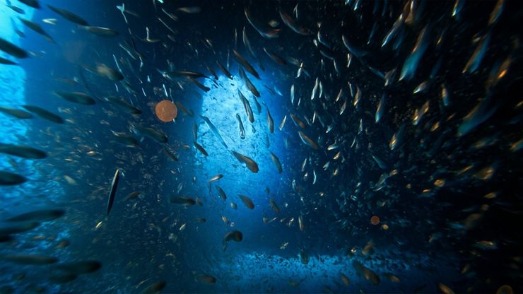 مدينة المرجان