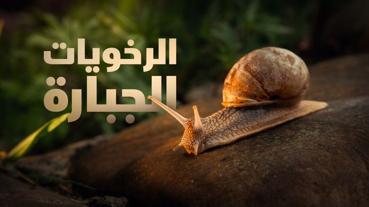 الرخويات الجبارة