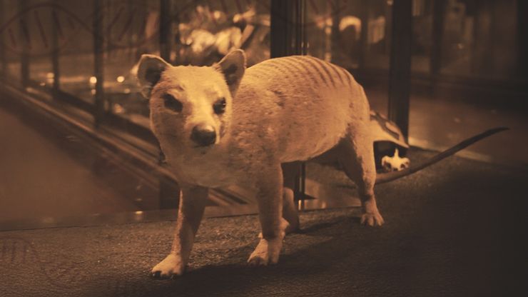 مقاومة الانقراض.. أمل جديد للتنوع الحيوي