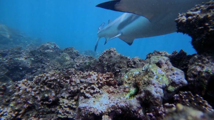 الوبر الصخري