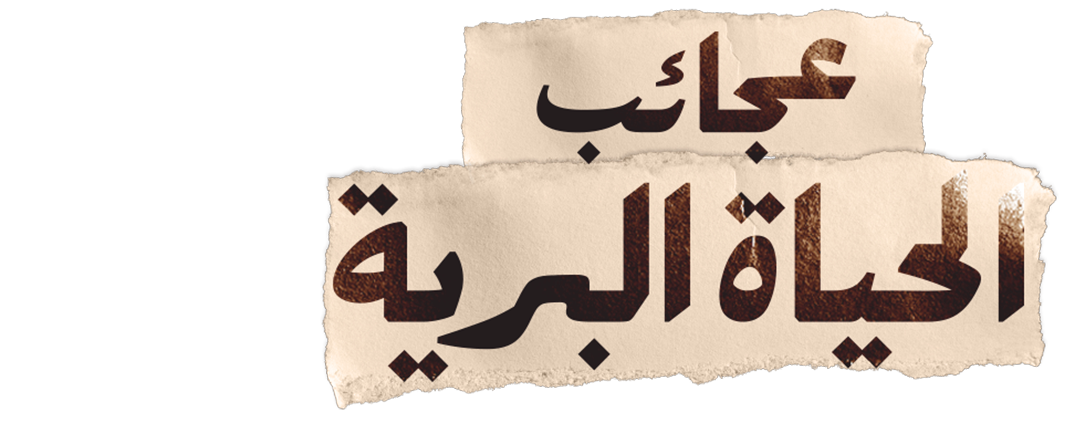 تنوع الحياة المذهل