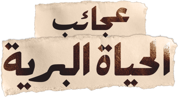 تنوع الحياة المذهل